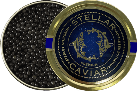 sterlet sturgeon stellar caviar